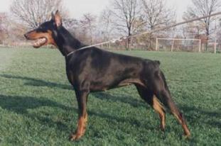 Rindy van de Donauhoeve Rindy van de Donauhoeve