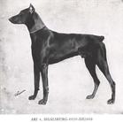 Ari von Sigalsburg