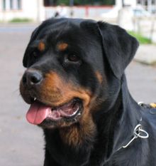 Holly Mediguard Holly Mediguard