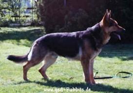 Bruno vom Moosheider Teich Bruno vom Moosheider Teich