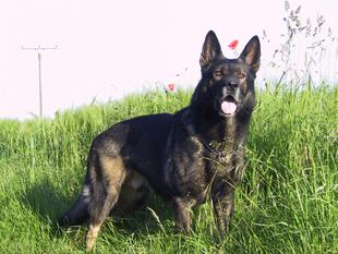 Alf von Schulte Rödding Alf von Schulte Rödding