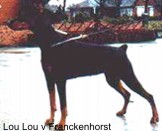 Lou Lou vom Franckenhorst Lou Lou vom Franckenhorst