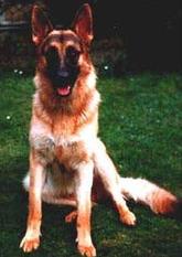 Jonas von der Traberfarm Jonas von der Traberfarm