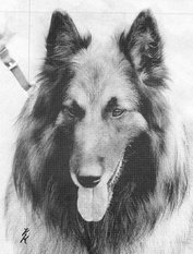 Balou von Stolpe Lachsbach Balou von Stolpe Lachsbach