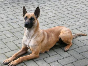 Dinga von der Krähenschmiede Dinga von der Krähenschmiede