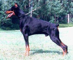 Arogon von Toering Arogon von Toering