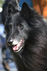 Xanova Wolf Walker Xanova Wolf Walker
