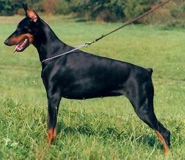 Asta von der Ortenau Asta von der Ortenau