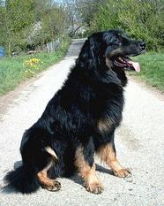 Rocky vom Schondratal Rocky vom Schondratal