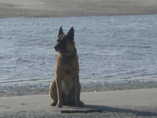 Rocky (Klüter) Rocky (Klüter)