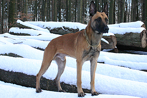 Lito von Löwenfels Lito von Löwenfels