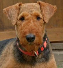 Queen-Zara von der Heinrichsburg Queen-Zara von der Heinrichsburg