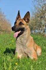 Ginger vom Drachenherz Ginger vom Drachenherz