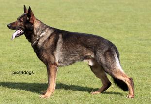Onyx von der Sturmburg Onyx von der Sturmburg