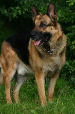 Dingo (LOI 06/14029) Dingo (LOI 06/14029)