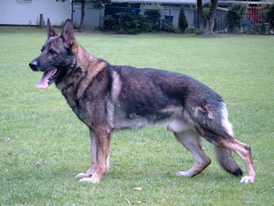 Nash von der Schiffslache Nash von der Schiffslache