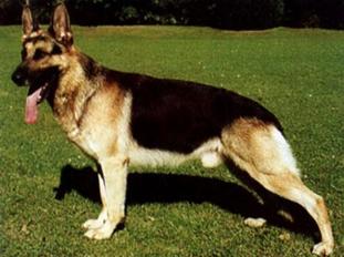 Otto von der Kine Otto von der Kine