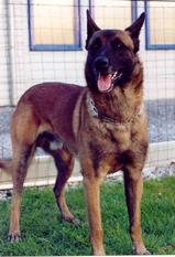 Xanadu LOSH 826345 (Sion) Xanadu LOSH 826345 (Sion)