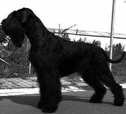 Newcomer Nelson von der Klinger Newcomer Nelson von der Klinger