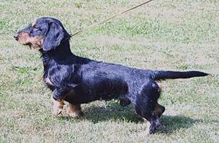 Dexter von Kiebitzhörn Dexter von Kiebitzhörn