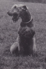 Lobo Bohemian Toras