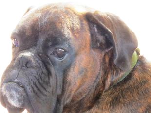 Celtic vom Rottland Celtic vom Rottland
