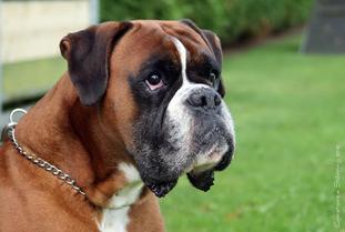 York vom Rottland York vom Rottland