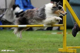Agility Jumper Break my Heart Agility Jumper Break my Heart