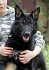 Wolfganger Ratte