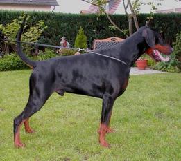 Caliandro von Nemesis Caliandro von Nemesis