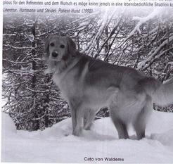 Cato von Waldems Cato von Waldems
