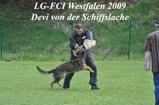 Devi von der Schiffslache Devi von der Schiffslache