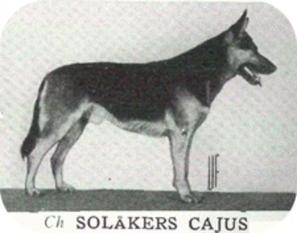 Solåkers Cajus Solåkers Cajus