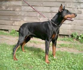 Hemond Colombo Hemond Colombo