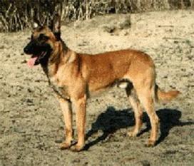 Robby NHSB 1614661 (Tichelaar) Robby NHSB 1614661 (Tichelaar)