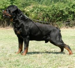 Ivan Genesis II Ivan Genesis II