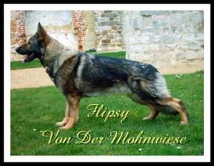 Flipsy von der Mohnwiese Flipsy von der Mohnwiese