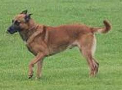 Rex van de Lobo Hoeve Rex van de Lobo Hoeve