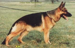 Enno vom Antrefftal Enno vom Antrefftal