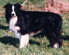 Kliff aus dem Hause Kriese Kliff aus dem Hause Kriese