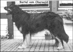 Bartel vom Oberwald Bartel vom Oberwald