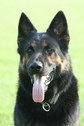 Hans-Joachim Speck Hans-Joachim Speck