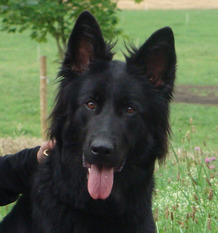 Daila vom Drumlin Wolf Daila vom Drumlin Wolf