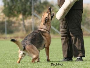 Dschina vom Schlichemufer Dschina vom Schlichemufer