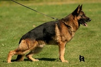 Amatus von Bad-Boll
