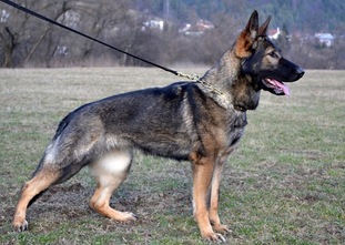 Jacki z Klidkova dvora Jacki z Klidkova dvora