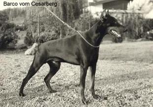 Barco vom Cesarberg Barco vom Cesarberg