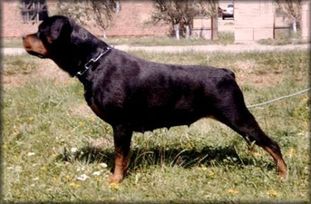 Beta von Siki Rottweiler Beta von Siki Rottweiler
