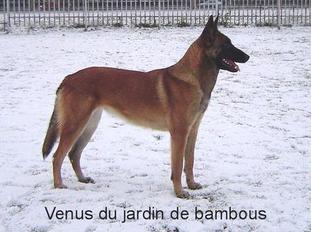 Venus II du Jardin de Bambous Venus II du Jardin de Bambous