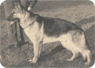 Grog von der Wienerau Grog von der Wienerau